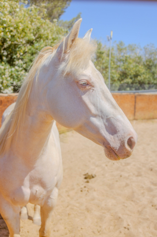 HorseID: 2320586 Candy Frost Doll - PhotoID: 1108025