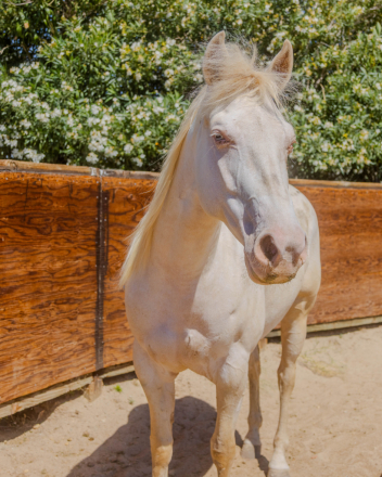 HorseID: 2320586 Candy Frost Doll - PhotoID: 1108026
