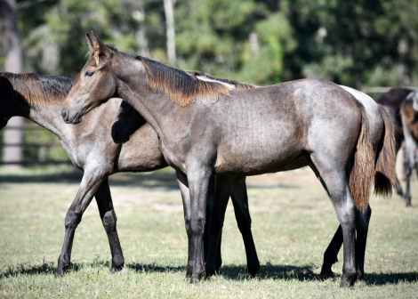 HorseID: 2320588 McCurdy's Tumbleweed - PhotoID: 1108105