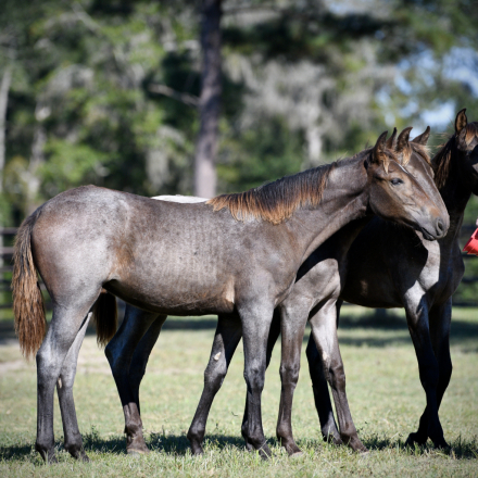HorseID: 2320588 McCurdy's Tumbleweed - PhotoID: 1108106