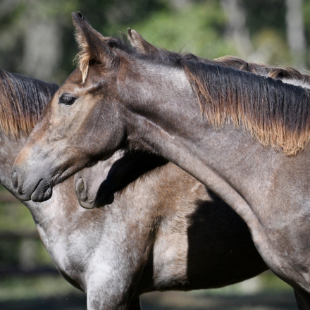 HorseID: 2320588 McCurdy's Tumbleweed - PhotoID: 1108107