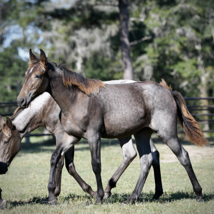 HorseID: 2320588 McCurdy's Tumbleweed - PhotoID: 1108108