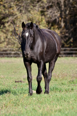 HorseID: 2320589 Leota - PhotoID: 1108082