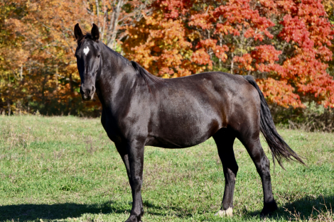 HorseID: 2320589 Leota - PhotoID: 1108083
