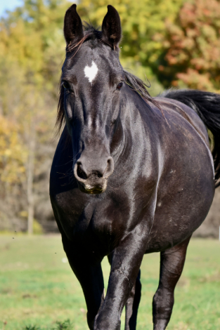 HorseID: 2320589 Leota - PhotoID: 1108084
