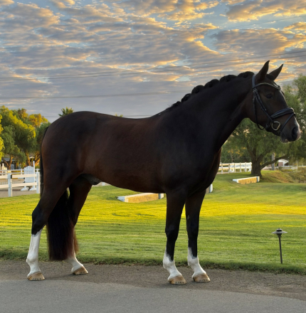 HorseID: 2320594 Levi - PhotoID: 1108087