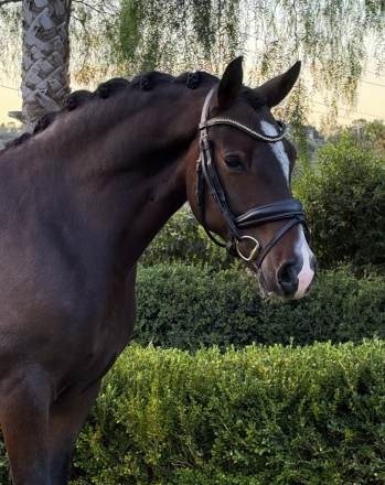HorseID: 2320594 Levi - PhotoID: 1108088