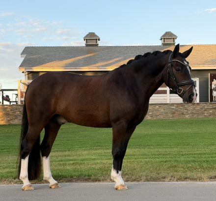 HorseID: 2320594 Levi - PhotoID: 1108089