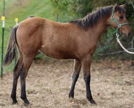 HorseID: 2320595 PNP Lady Devil - PhotoID: 1108091