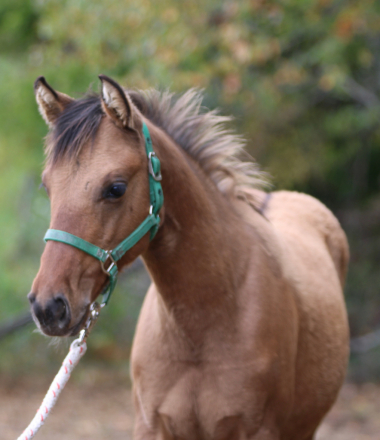 HorseID: 2320595 PNP Lady Devil - PhotoID: 1108092