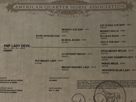 HorseID: 2320595 PNP Lady Devil - PhotoID: 1108093