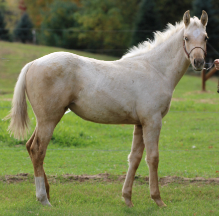 HorseID: 2320596 CK Stunners Cash - PhotoID: 1108094