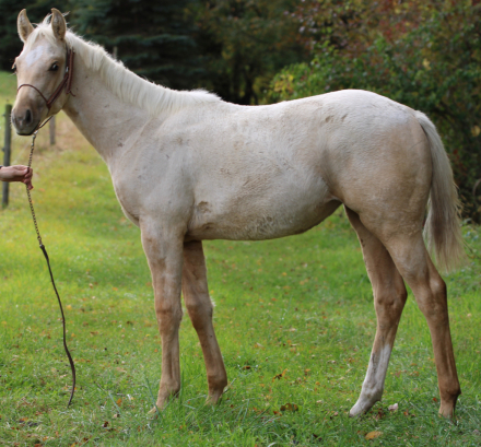 HorseID: 2320596 CK Stunners Cash - PhotoID: 1108095