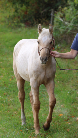 HorseID: 2320596 CK Stunners Cash - PhotoID: 1108096