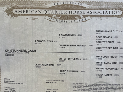 HorseID: 2320596 CK Stunners Cash - PhotoID: 1108097