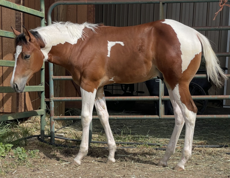 HorseID: 2320599 Luvah Good Par Te - PhotoID: 1108098