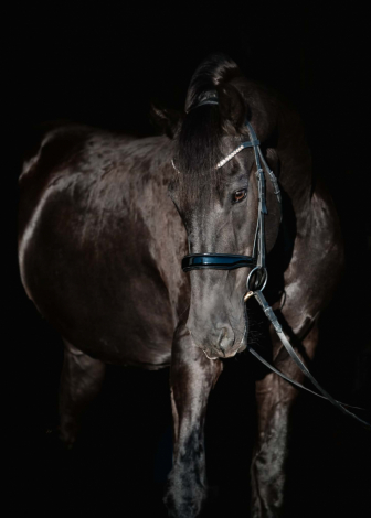 HorseID: 2320609 Titan of Shakespeare - PhotoID: 1108116