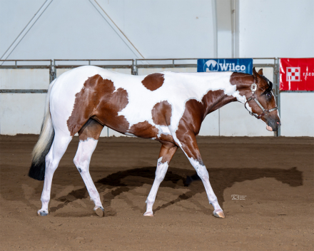 HorseID: 2320612 Vested N A Hearthrob - PhotoID: 1108117
