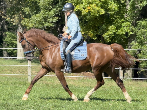 HorseID: 2320614 Sarsaparilla - PhotoID: 1108119