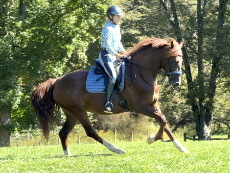 HorseID: 2320614 Sarsaparilla - PhotoID: 1108120