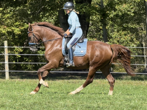 HorseID: 2320614 Sarsaparilla - PhotoID: 1108121
