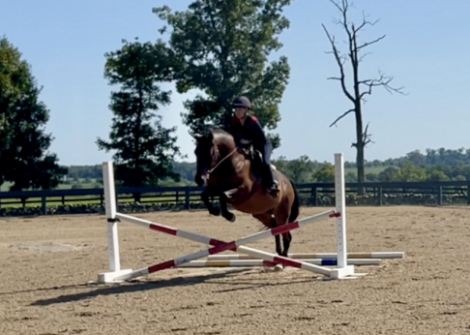 HorseID: 2320616 Ember - PhotoID: 1108124