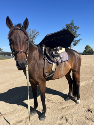 HorseID: 2320616 Ember - PhotoID: 1108125