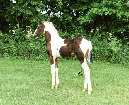 HorseID: 2320622 Ronaldo fan Lonestar - PhotoID: 1108127