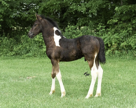HorseID: 2320623 Rafael fan Lonestar - PhotoID: 1108128