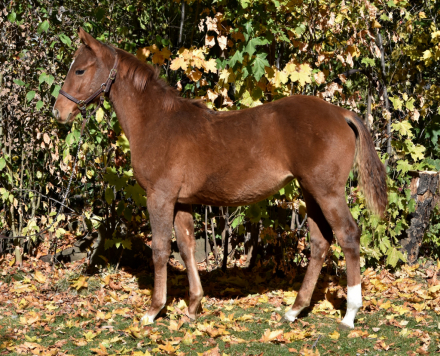 HorseID: 2320626 MP One Tuf Buttercup - PhotoID: 1108130