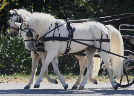 HorseID: 2320628 Journey’s First Class - PhotoID: 1108133