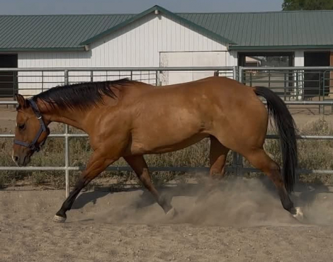 HorseID: 2320633 LIL ALAMITA SAN - PhotoID: 1108134