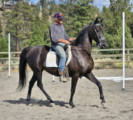 HorseID: 2320634 PRETTY PISTOL - PhotoID: 1108135
