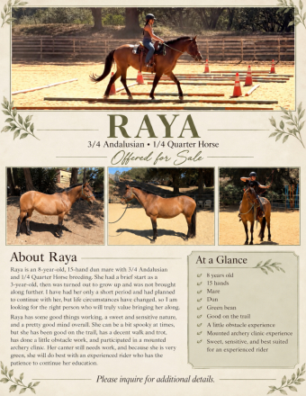 HorseID: 2320637 Raya - PhotoID: 1108136