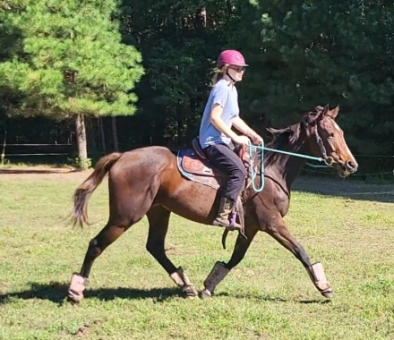 HorseID: 2320647 Trinity - PhotoID: 1108138