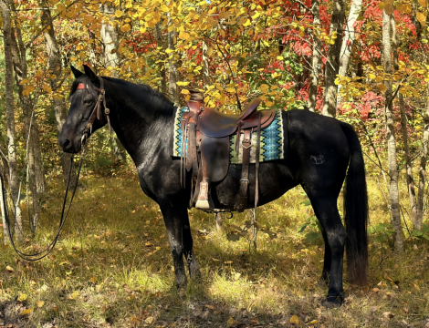 HorseID: 2320649 Akeelah - PhotoID: 1108139