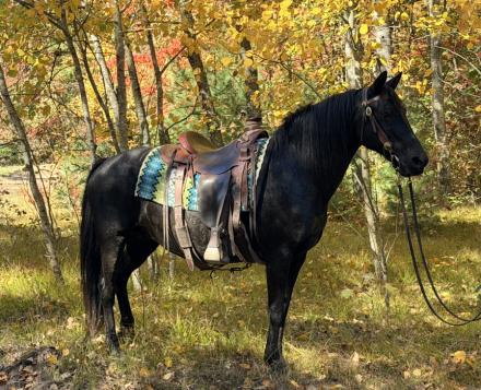 HorseID: 2320649 Akeelah - PhotoID: 1108140