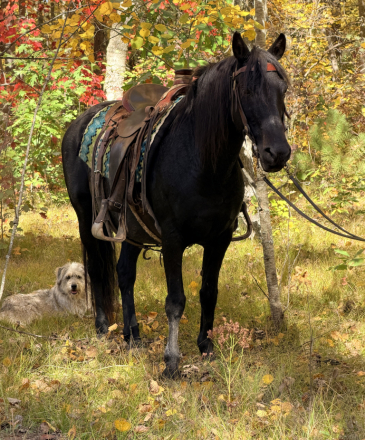 HorseID: 2320649 Akeelah - PhotoID: 1108141