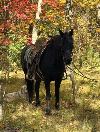 HorseID: 2320649 Akeelah - PhotoID: 1108142