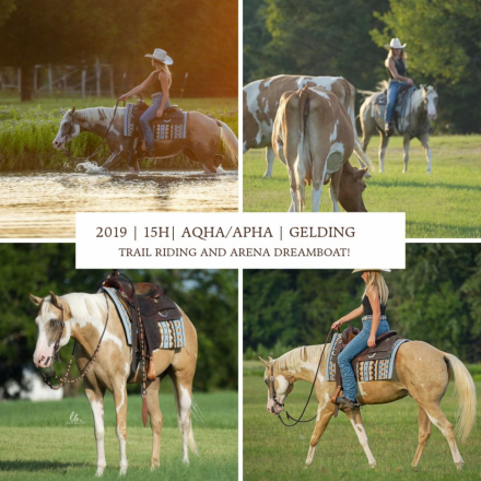 HorseID: 2320651 InvestedByTemptation - PhotoID: 1108144