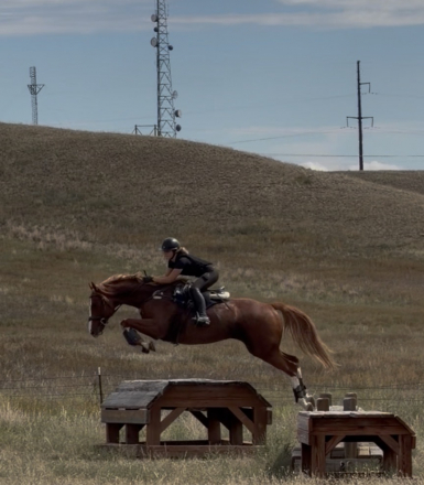 HorseID: 2320655 Who Dee Who - PhotoID: 1108146