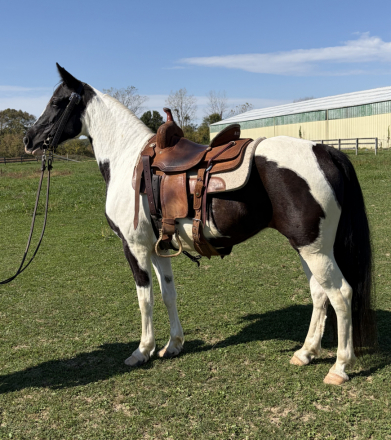 HorseID: 2320658 Patches - PhotoID: 1108147