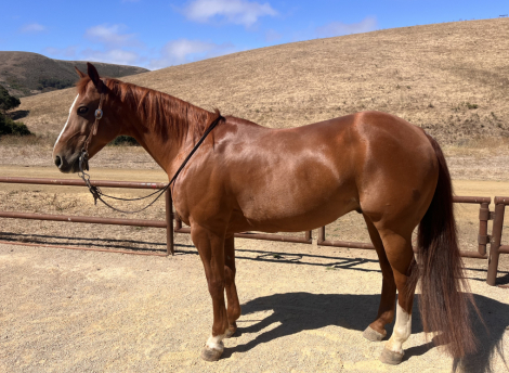 HorseID: 2320660 Superspicious - PhotoID: 1108158