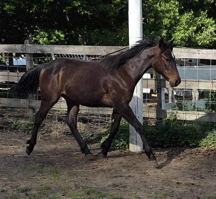 HorseID: 2320663 KE Paradys Phoenix - PhotoID: 1108207