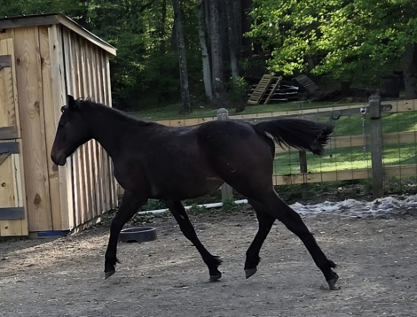 HorseID: 2320663 KE Paradys Phoenix - PhotoID: 1108208