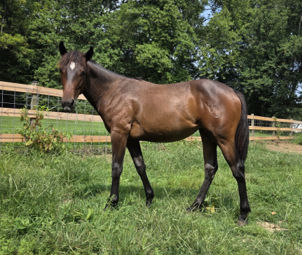 HorseID: 2320663 KE Paradys Phoenix - PhotoID: 1108209