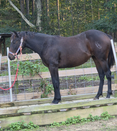 HorseID: 2320663 KE Paradys Phoenix - PhotoID: 1108210