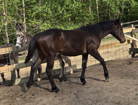 HorseID: 2320663 KE Paradys Phoenix - PhotoID: 1108211