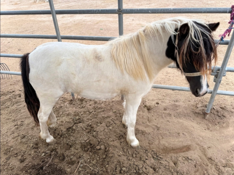 HorseID: 2320673 Apple Blossom - PhotoID: 1108180