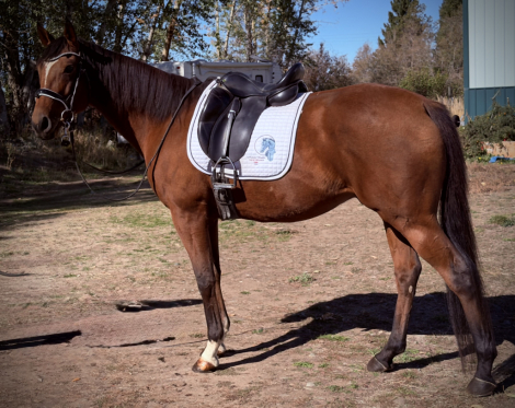 HorseID: 2320684 Monty - PhotoID: 1108182